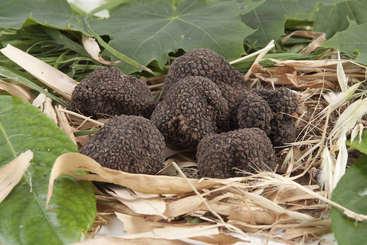 Tartufo nero scorzone invernale