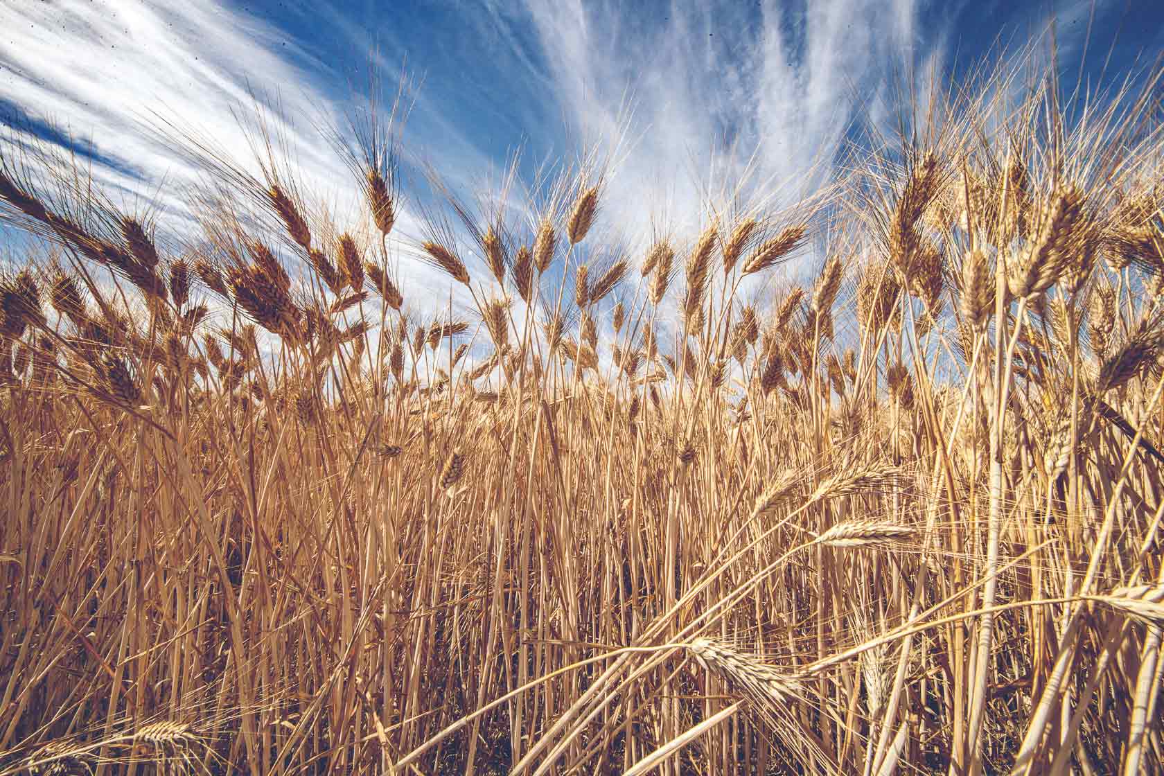 Grano Senatori Cappelli