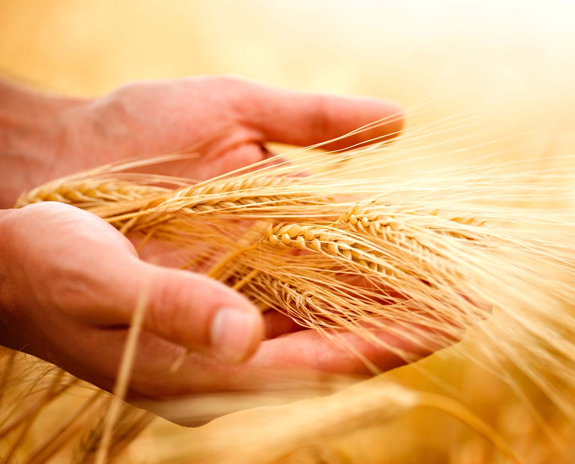 Agricoltura sostenibile nel settore pasta